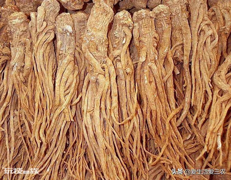 亩效益过万的一年生药材(农村种植什么药材项目更赚钱)-图片4